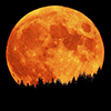 bassnote1: moon, trees, night (HrvstMun)