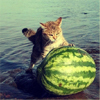 keltik: (cat)