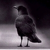 darchildre: moody black-and-white crow looking thoughtful (crow is thoughtful)