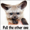 branchandroot: unimpressed fox kit holding out a paw (pull the other one)