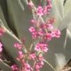 desertroot: Agave - a smooth and spiny desert plant with wildflowers growing in front (Agave)