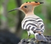 apas: hoopoe (pic#5462420)