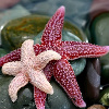 tempore: (starfish)