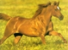 blackchaps: (Horse by me)