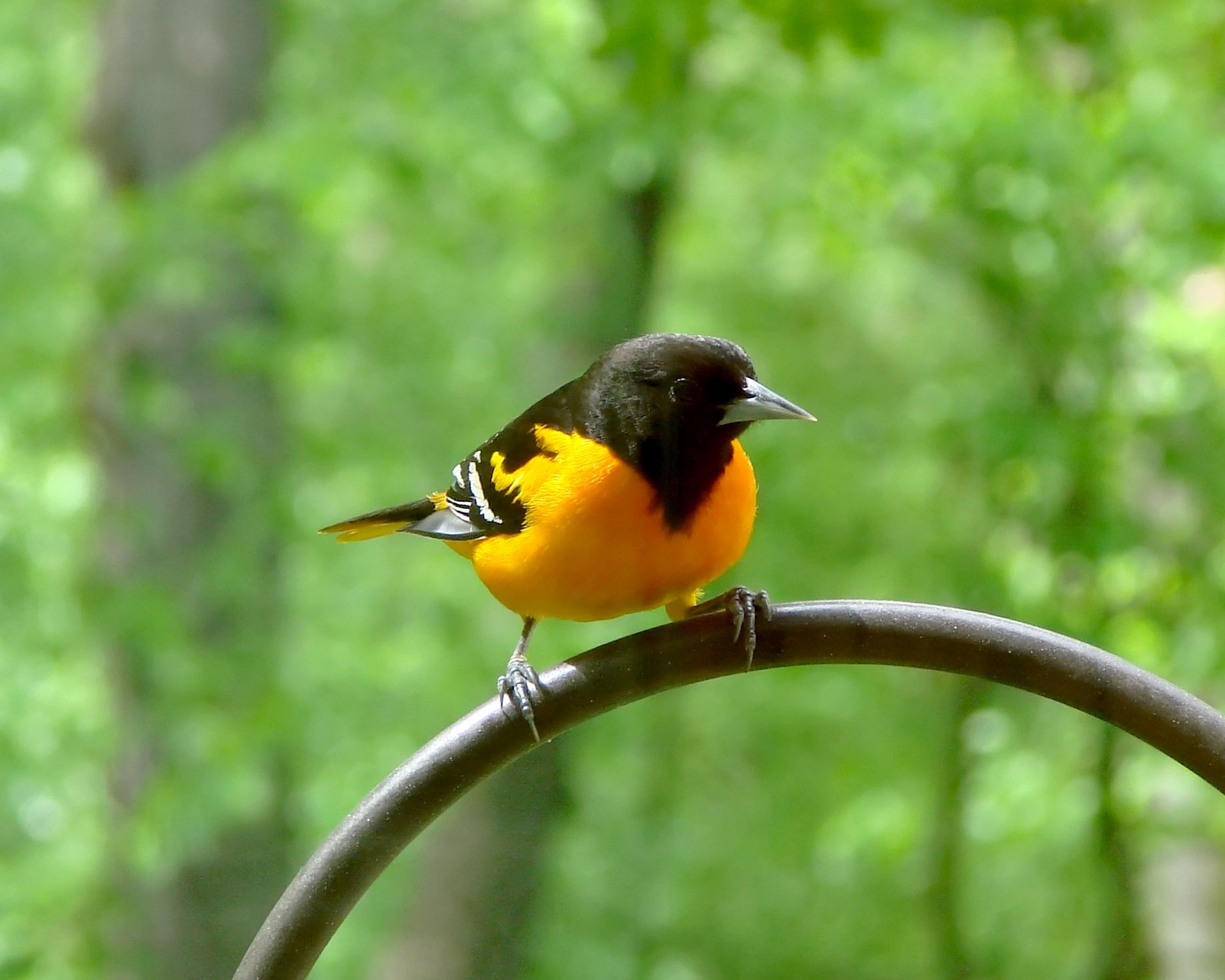 Maryland State bird Maryland
