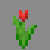 red tulip
